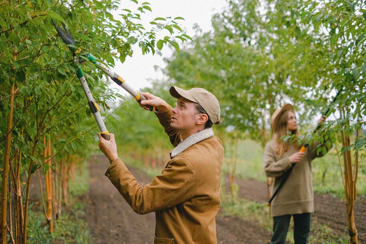 Best Tree Removal Near Me  in Indian Springs, GA